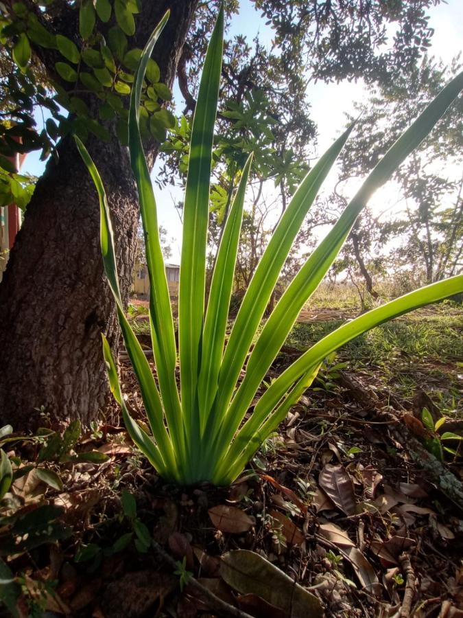 Chale Aconchegante, Pertinho Da Cidade E Conectada A Natureza Brasília Exteriör bild